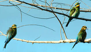 Rainbow Bee-eater