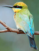 Rainbow Bee-eater