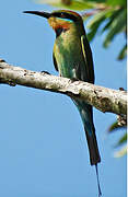 Rainbow Bee-eater