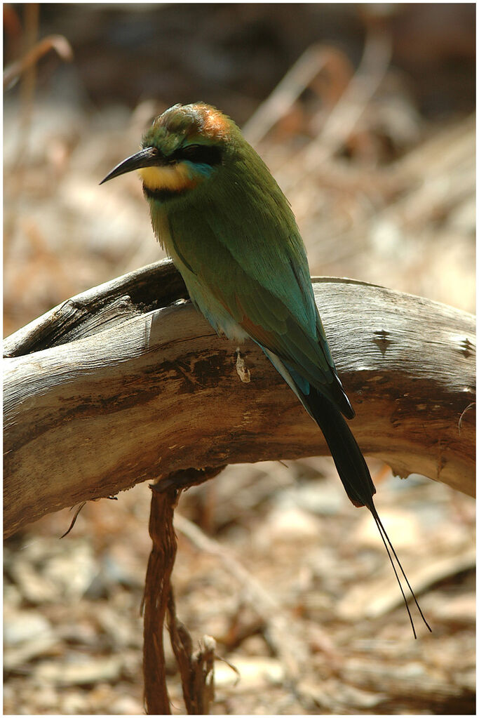 Rainbow Bee-eater