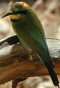 Rainbow Bee-eater