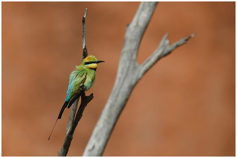 Rainbow Bee-eater