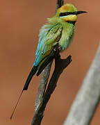 Rainbow Bee-eater