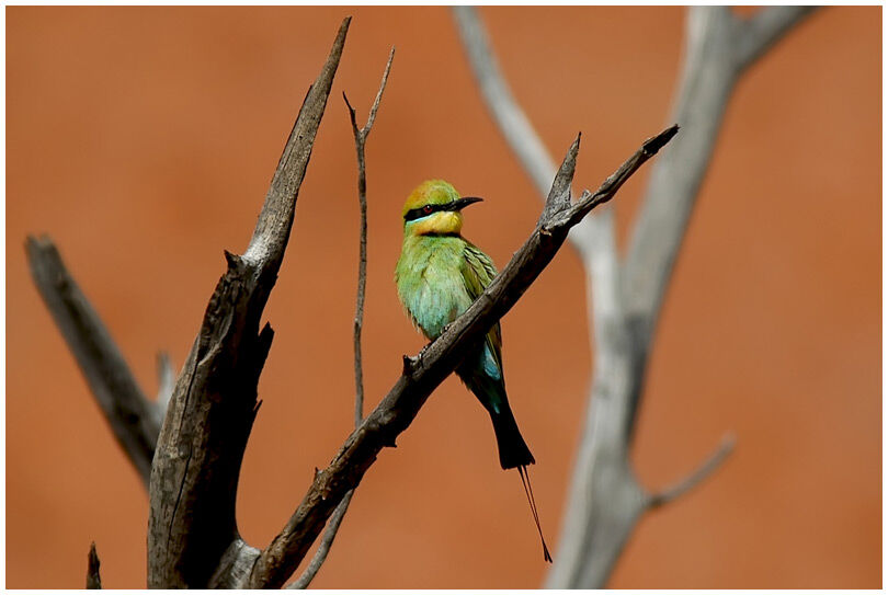 Rainbow Bee-eater