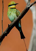 Rainbow Bee-eater