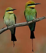 Rainbow Bee-eater