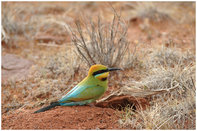 Rainbow Bee-eater