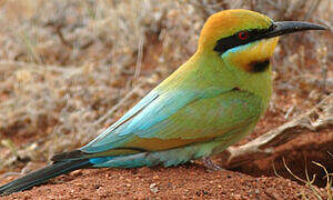 Rainbow Bee-eater