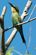 Rainbow Bee-eater