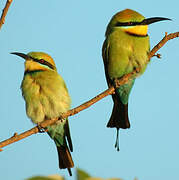 Rainbow Bee-eater