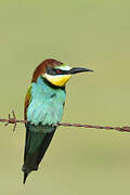 European Bee-eater