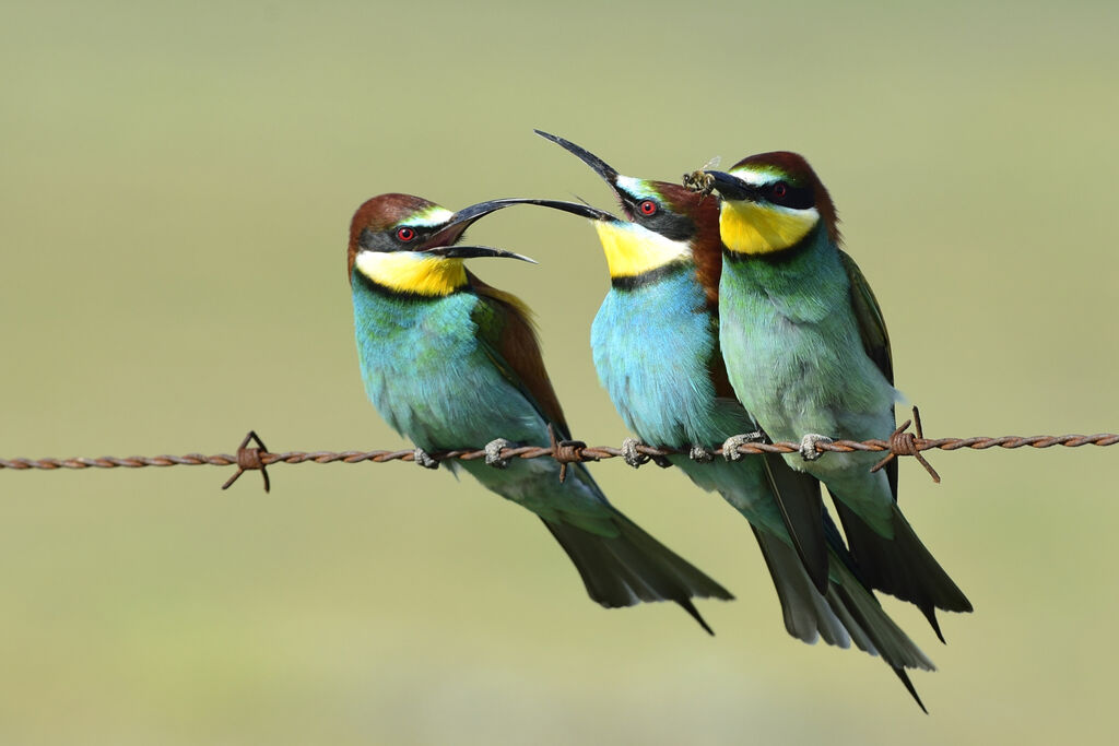 European Bee-eater