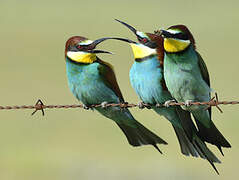 European Bee-eater