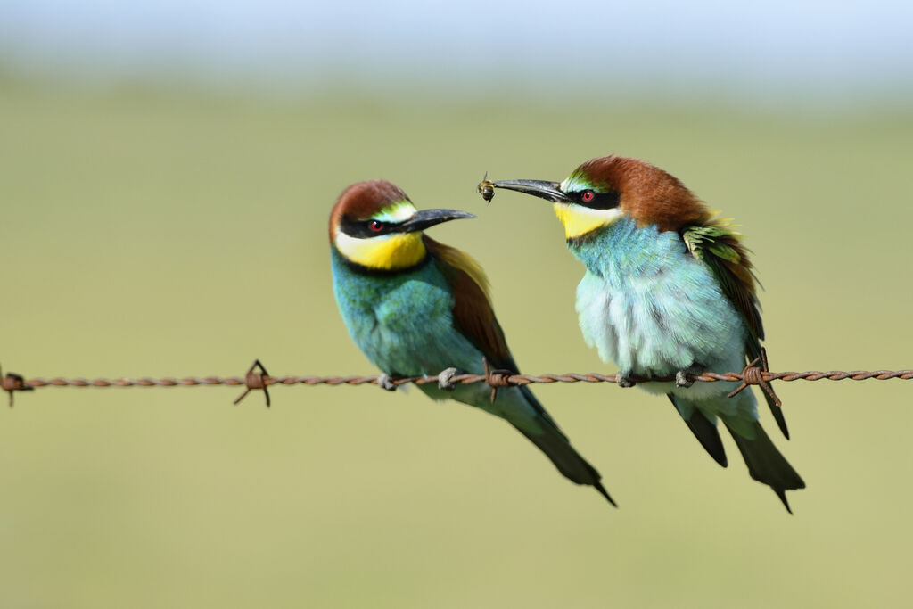 European Bee-eater