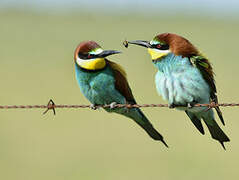 European Bee-eater