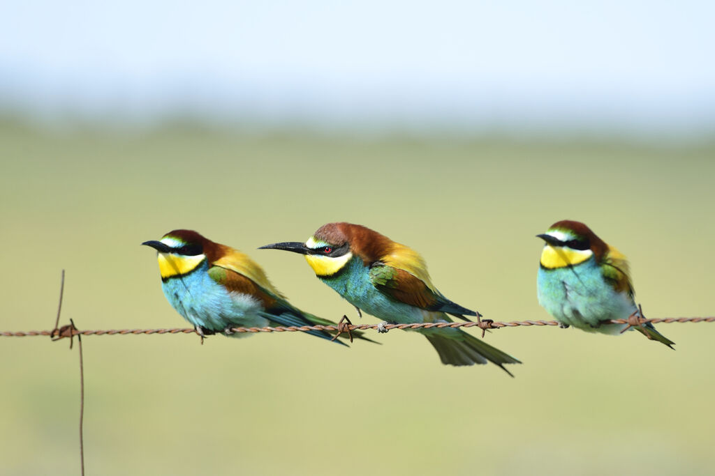 European Bee-eater