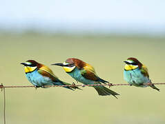 European Bee-eater