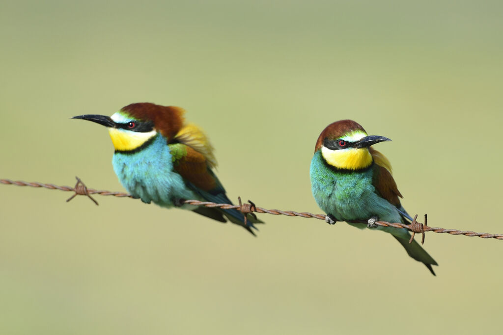 European Bee-eater