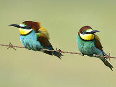 European Bee-eater