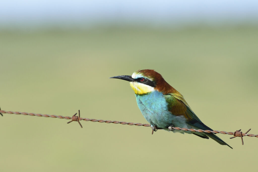 European Bee-eater