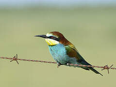 European Bee-eater