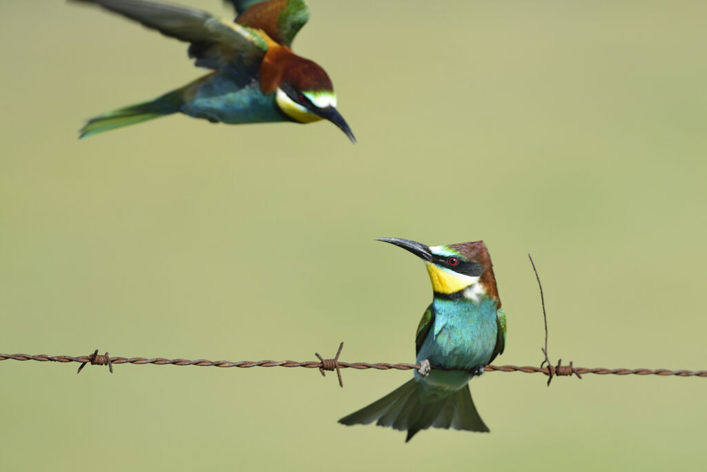 European Bee-eater