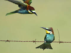 European Bee-eater