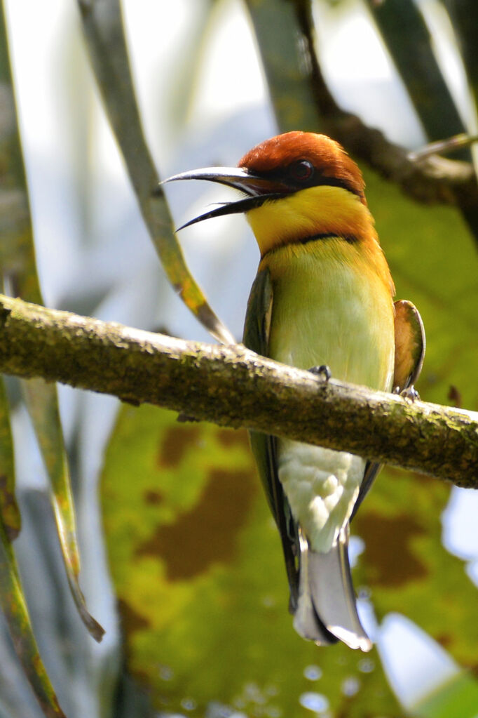 Chestnut-headed Bee-eateradult