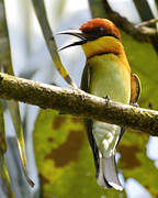 Chestnut-headed Bee-eater