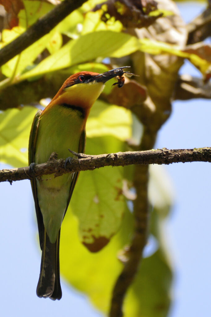 Chestnut-headed Bee-eateradult, feeding habits