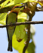 Chestnut-headed Bee-eater