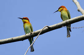 Chestnut-headed Bee-eater