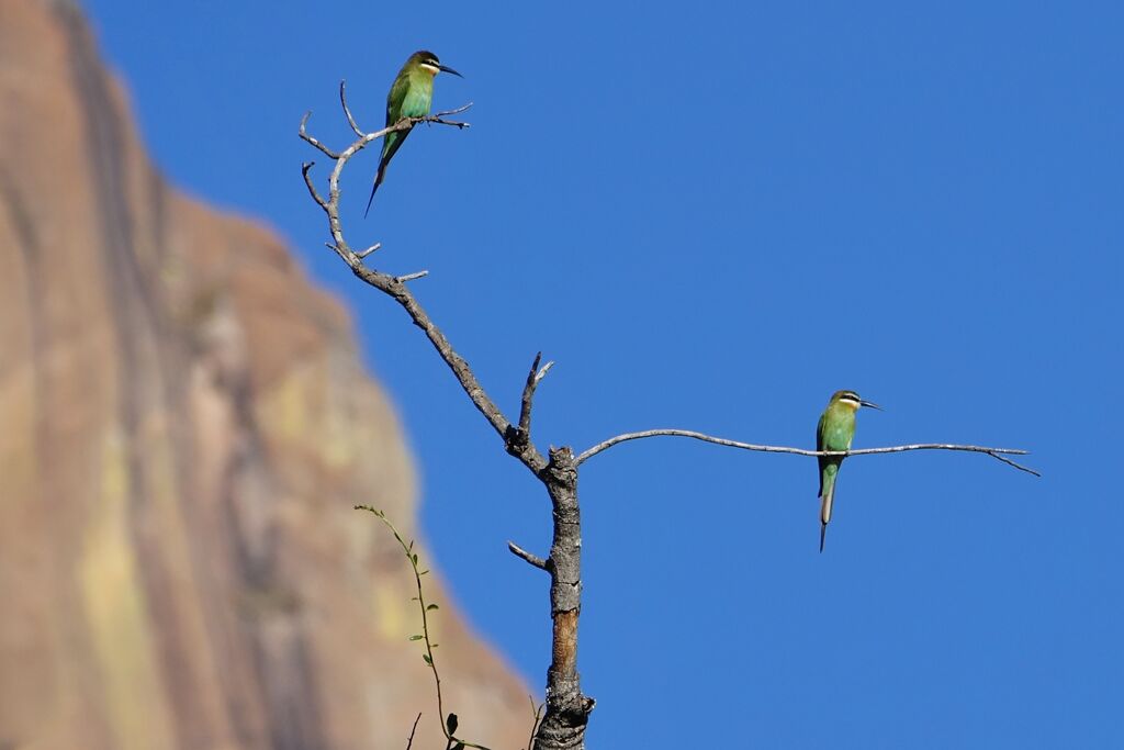 Guêpier de Madagascaradulte