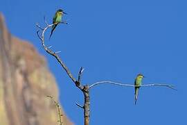 Guêpier de Madagascar