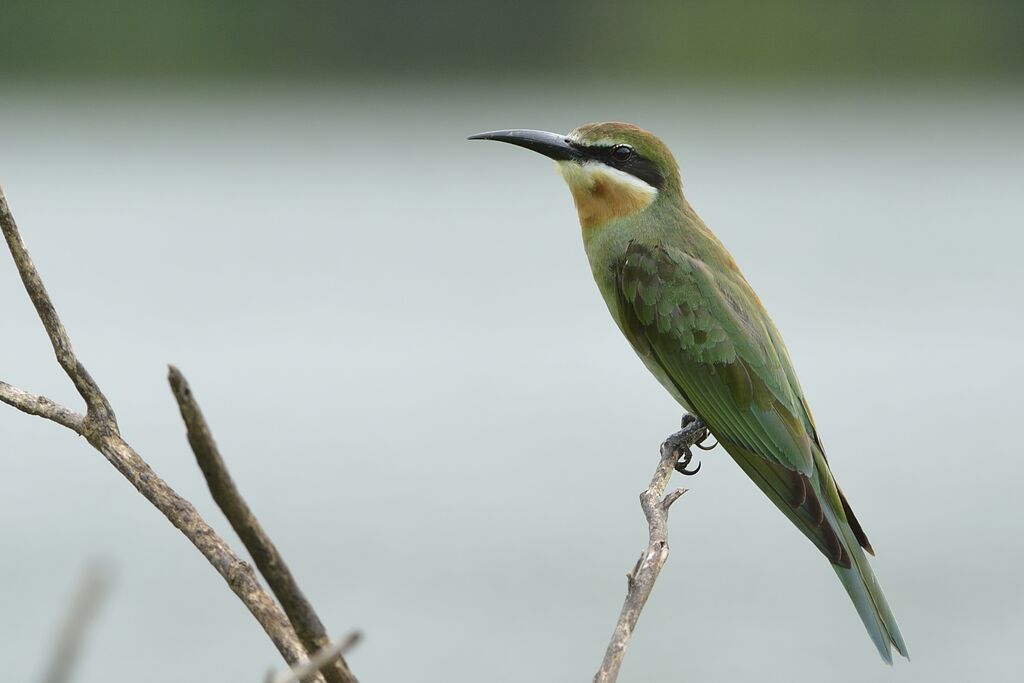 Guêpier de Madagascaradulte