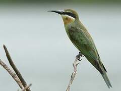 Olive Bee-eater