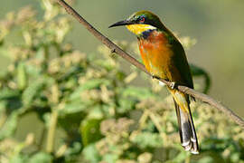 Cinnamon-chested Bee-eater