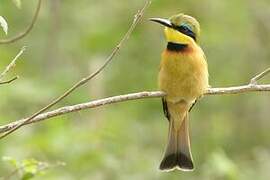 Little Bee-eater