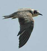 Black Tern