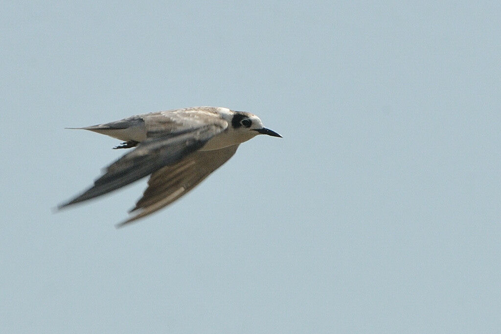 Black TernFirst year, Flight