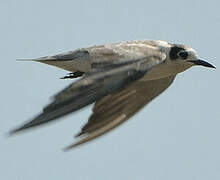 Black Tern