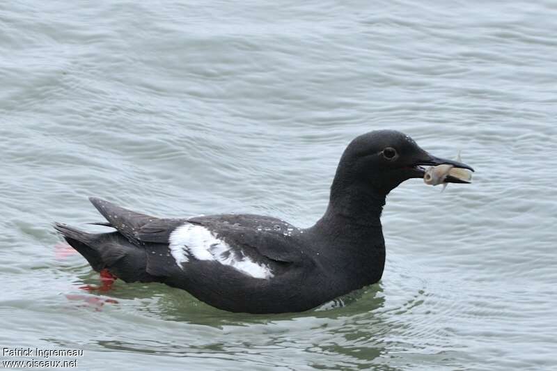 Guillemot colombinadulte