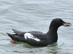 Pigeon Guillemot