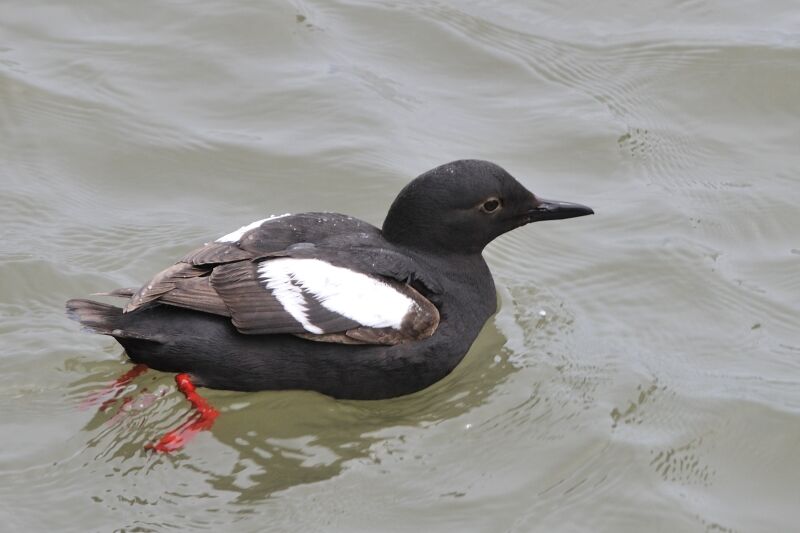 Guillemot colombinadulte