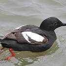 Guillemot colombin