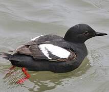 Pigeon Guillemot