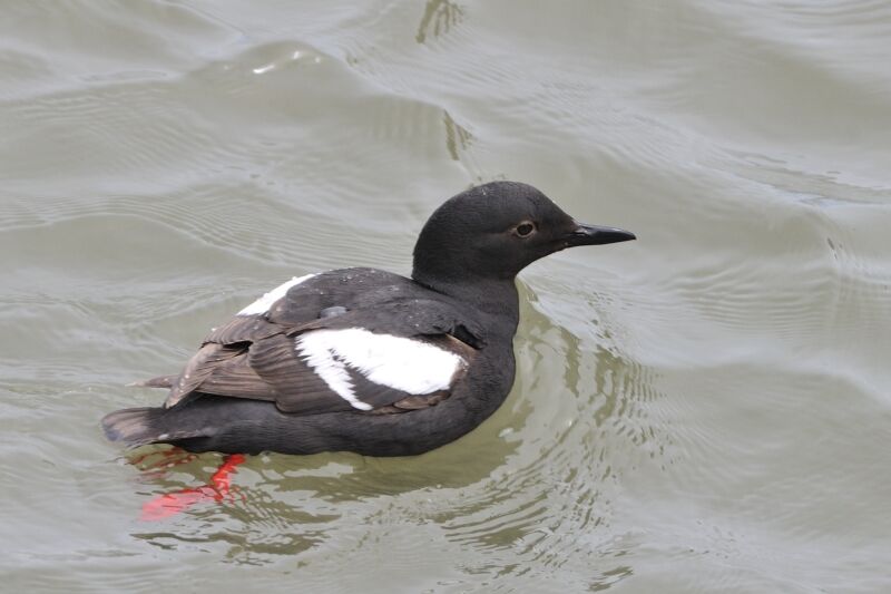 Guillemot colombinadulte