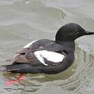 Guillemot colombin