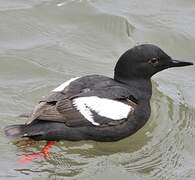 Pigeon Guillemot