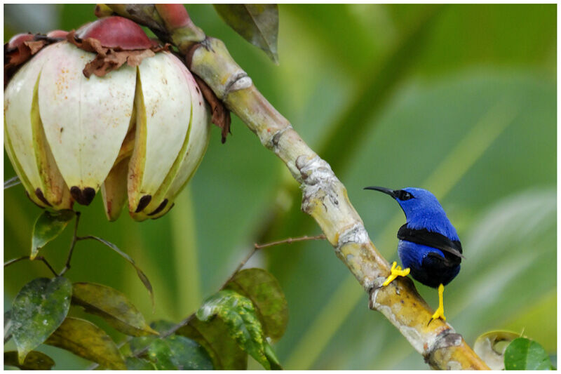 Purple Honeycreeper male adult